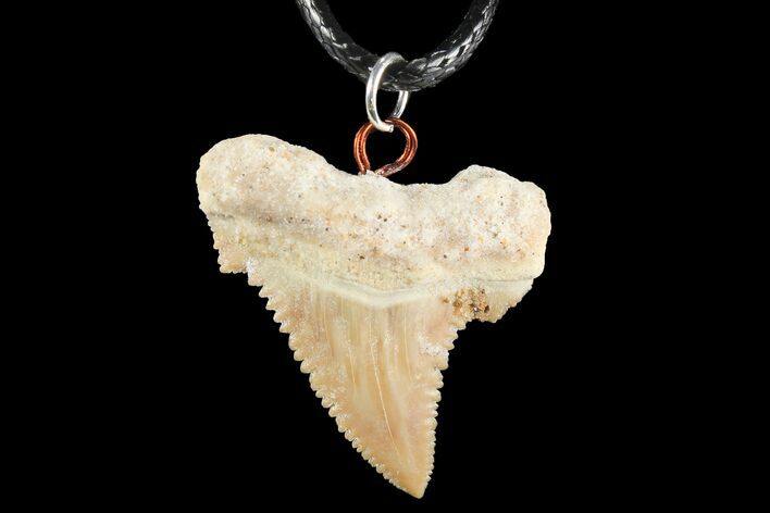 Fossil Shark (Palaeocarcharodon) Tooth Necklace -Morocco #110239